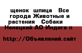 щенок  шпица - Все города Животные и растения » Собаки   . Ненецкий АО,Индига п.